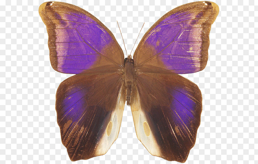 Butterfly Nymphalidae Lycaenidae Moth Purple PNG