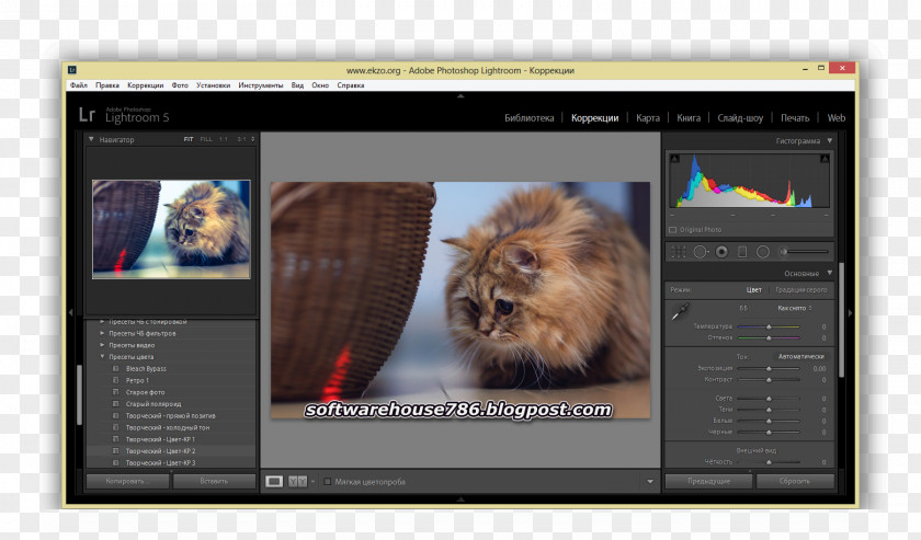 Cat Multimedia Video Screenshot Mammal PNG