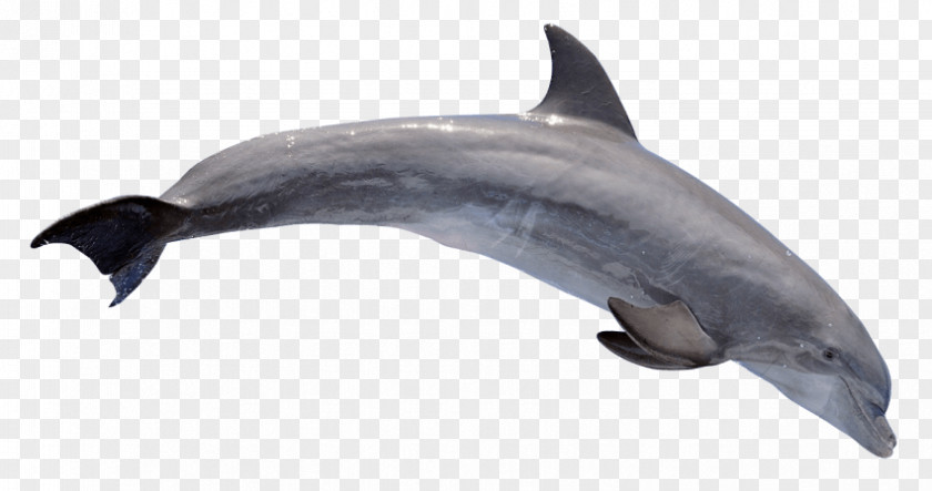 Dolphin Common Bottlenose Rough-toothed Clip Art PNG