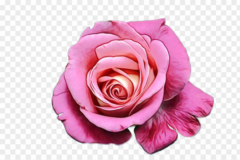 Garden Roses Flower Image White Rose Of York PNG