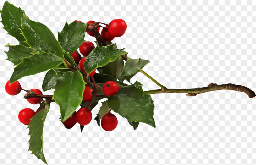 Holly PNG