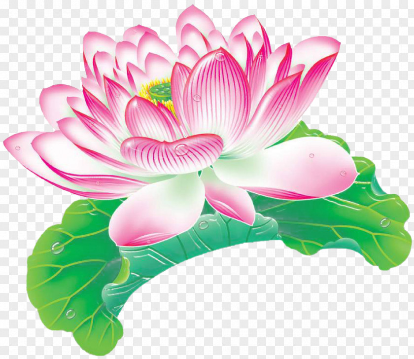 Lotus Leaf Buckle-free Material Nelumbo Nucifera Effect Aquatic Plant PNG