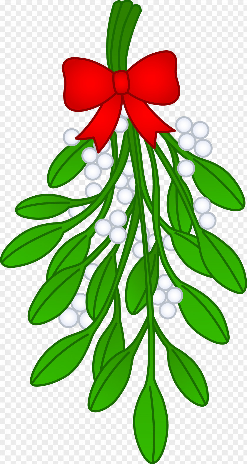 Mistletoe Cliparts Drawing Phoradendron Tomentosum Clip Art PNG