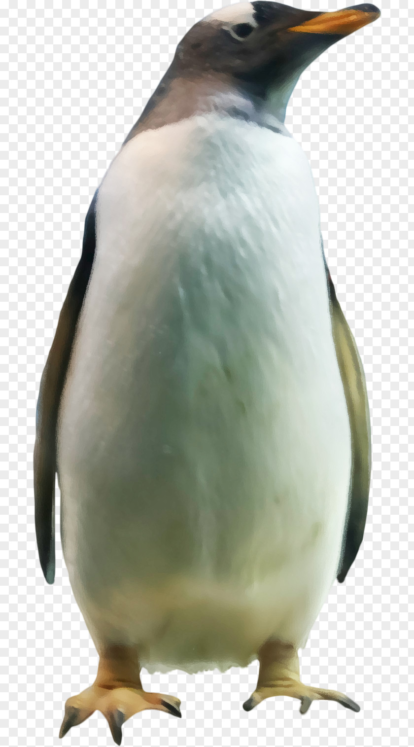 Pretty Penguins King Penguin Download PNG