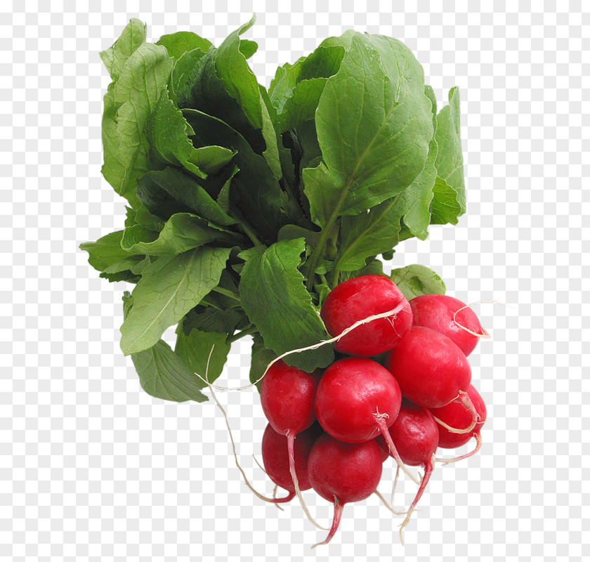 Radish PNG clipart PNG