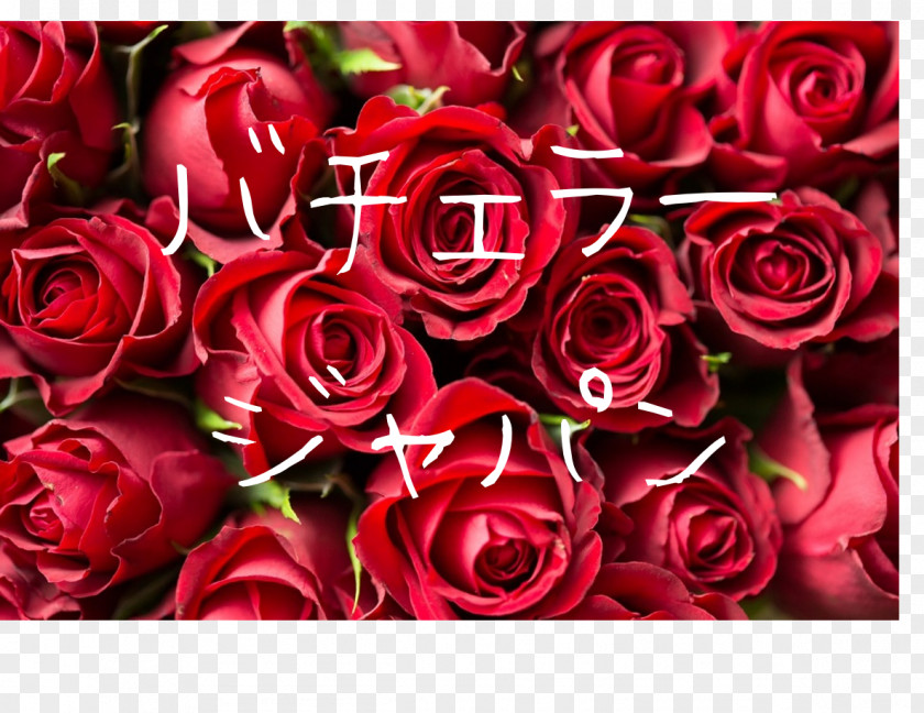 Rose Desktop Wallpaper Red Flower PNG