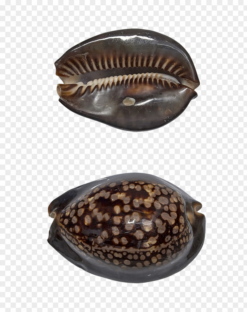 Seashell Cowry Oyster Mussel Clam PNG