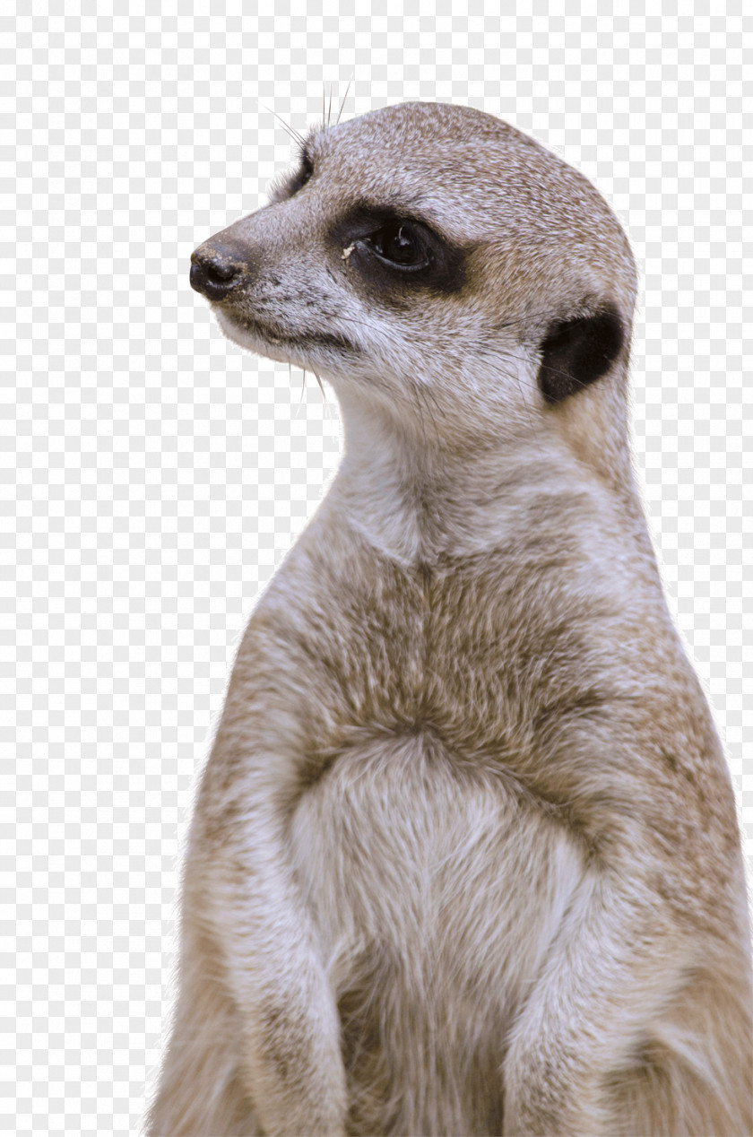 Zoo Animals Compare The Meerkat Chinchilla Animal Fudge PNG
