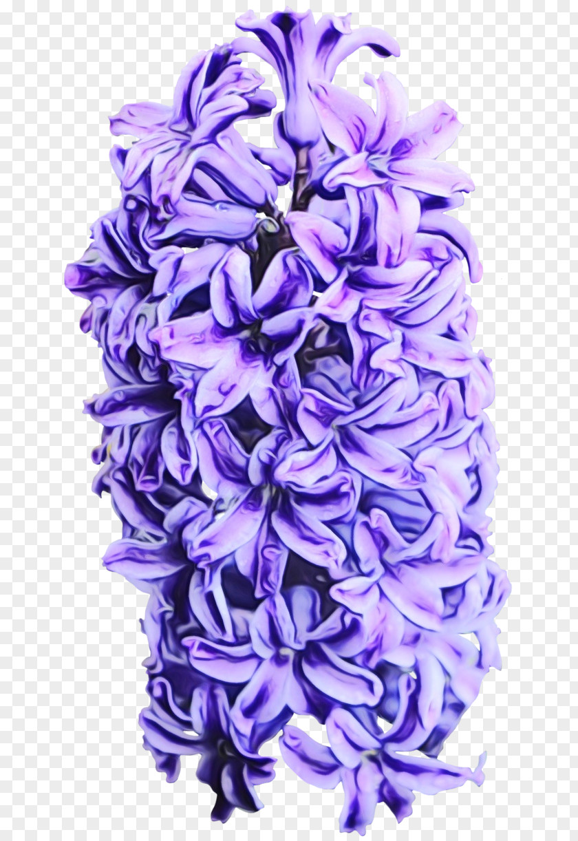 Cut Flowers Flowering Plant Lavender PNG