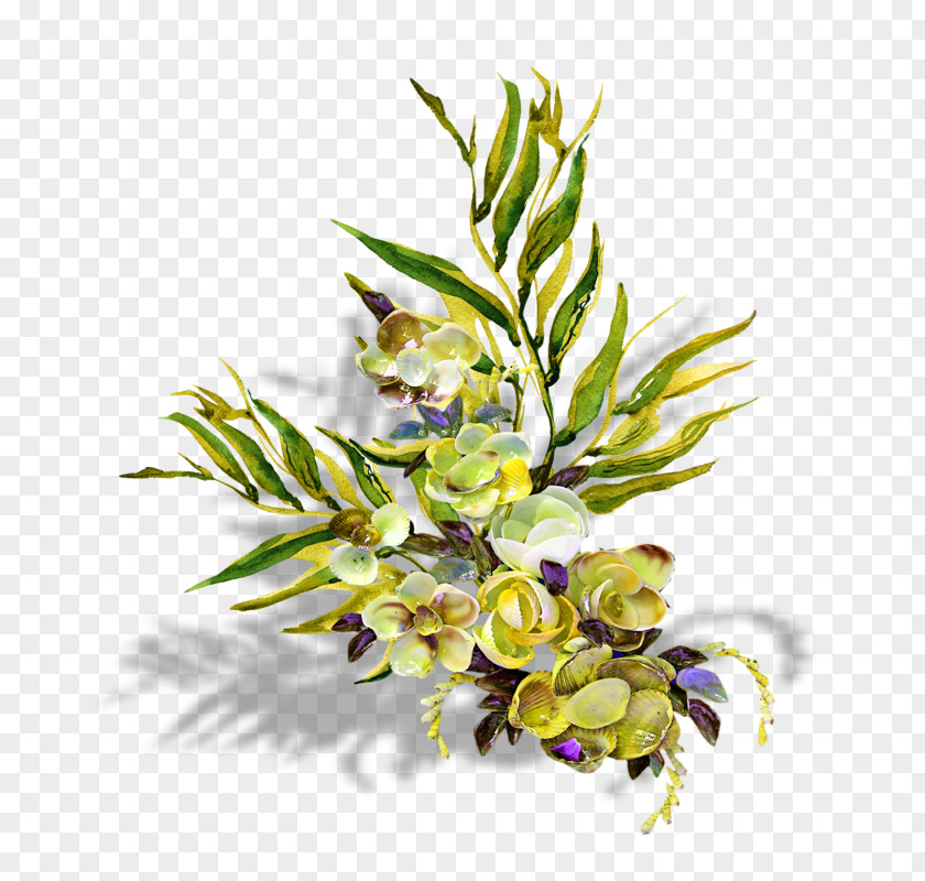 Design Floral Cut Flowers Plant Stem Twig Macrocystis Pyrifera PNG