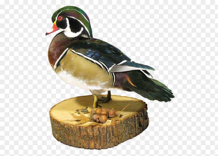 Duck Mallard Beak Animal PNG