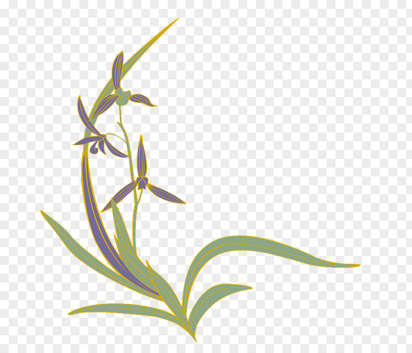 Flower Flowering Plant Grasses Slipper Orchids PNG