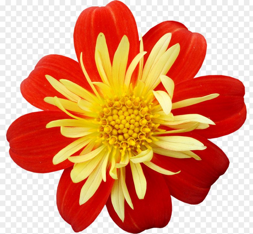 Flower Yellow Red Clip Art PNG