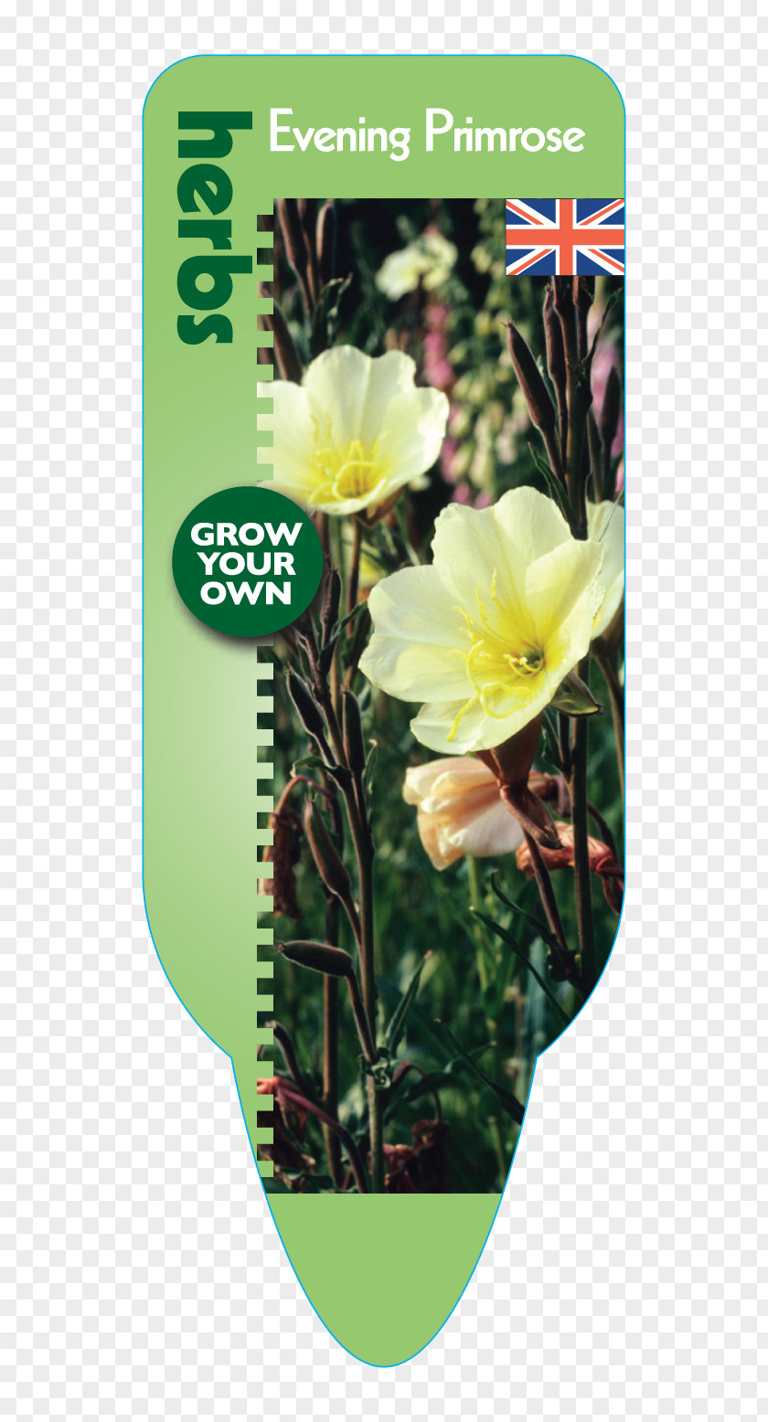Rose Family Flowerpot Wildflower Herbaceous Plant PNG