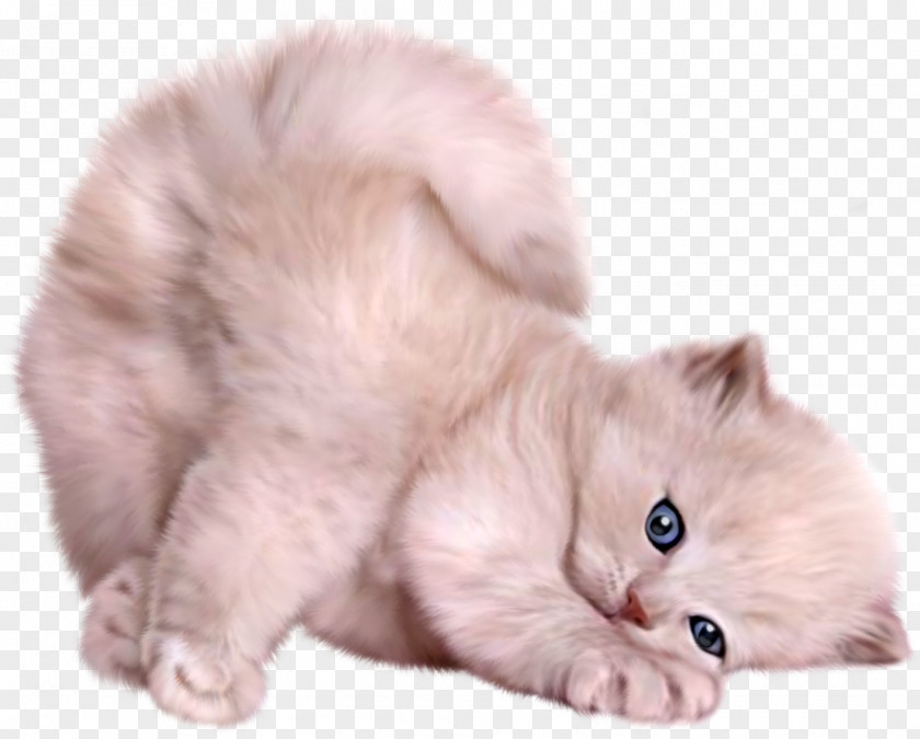 Cats Photography Desktop Wallpaper Clip Art PNG