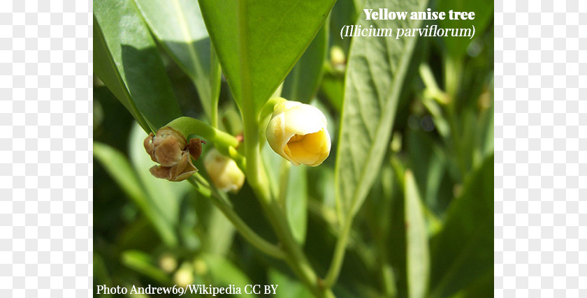 Flower Illicium Floridanum Parviflorum Plant Star Anise PNG