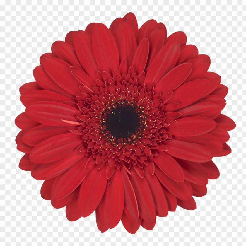 Flower Transvaal Daisy Floristry Bouquet Common PNG