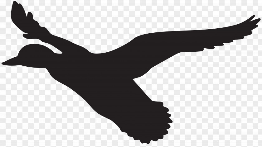 Flying Duck Silhouette Clip Art Image Flight Mallard PNG