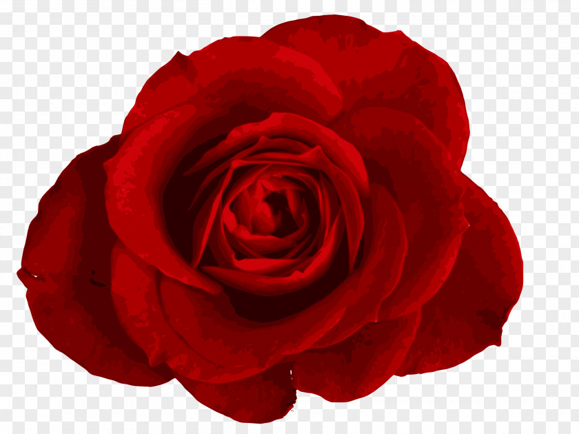 Rose Desktop Wallpaper Garden Roses Centifolia Clip Art PNG