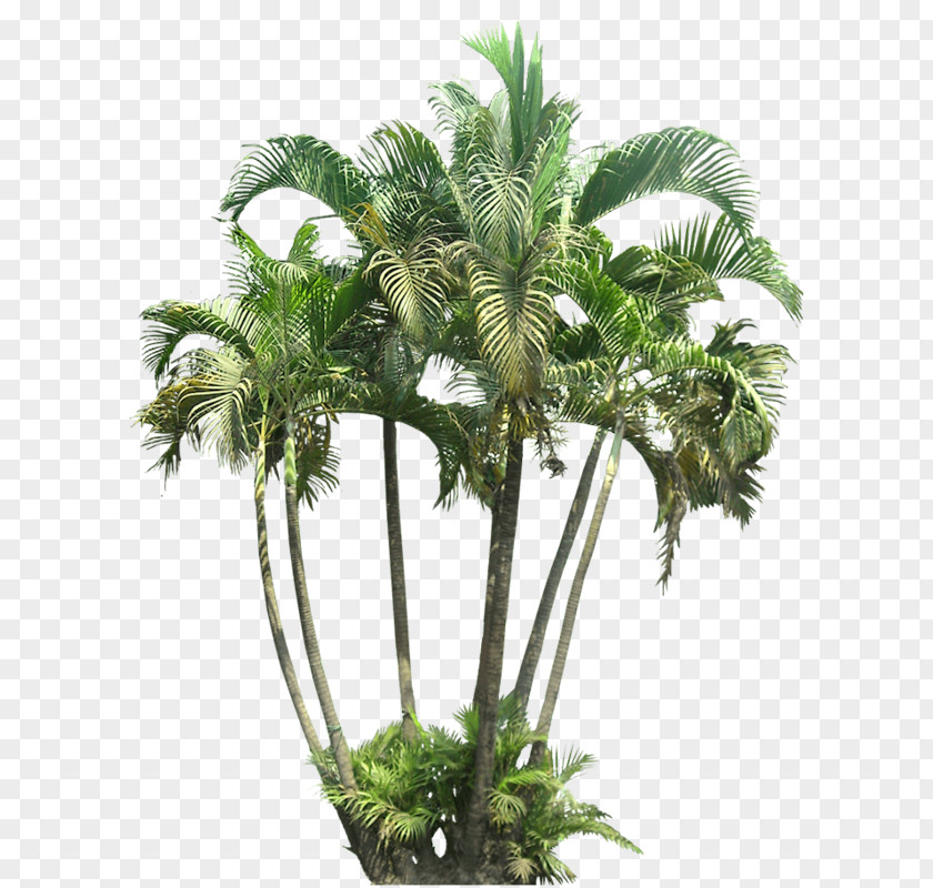 Tree Mexican Fan Palm Ptychosperma Macarthurii Cycad PNG
