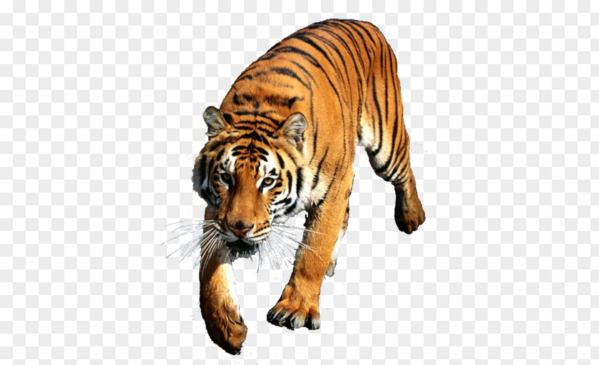 Cat Felidae Siberian Tiger Desktop Wallpaper Bengal Indochinese PNG