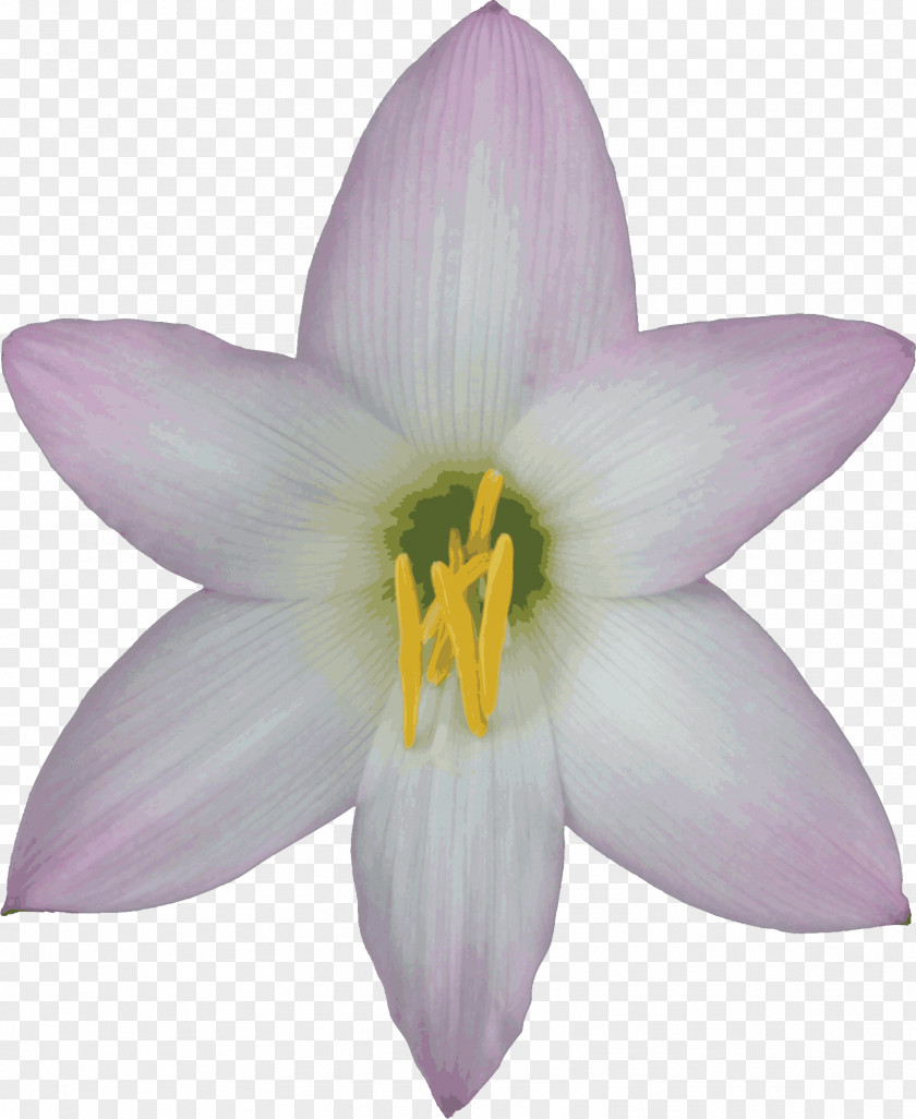 Lily Flower Easter Desktop Wallpaper Clip Art PNG
