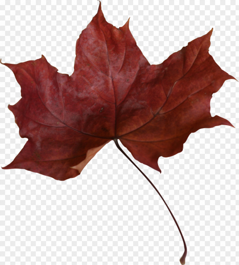 Maple Leaf Canada Red PNG
