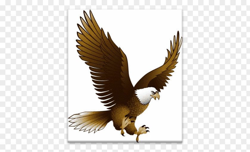 Eagle Bald Bird Clip Art PNG