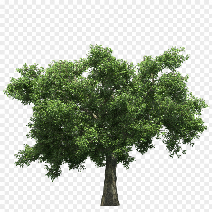 Ginkgo Tree Free Download PNG