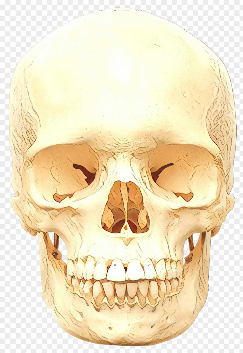 Mouth Human Skull Cartoon PNG