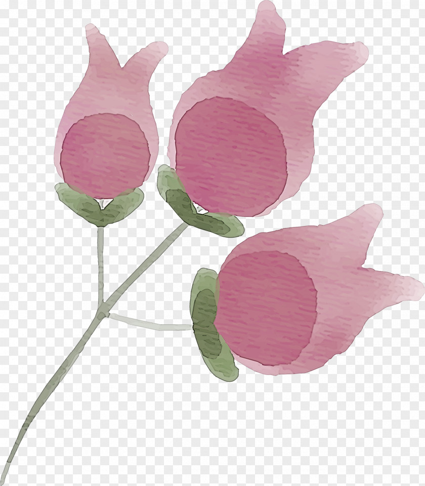 Pink Flower Plant Petal Tulip PNG