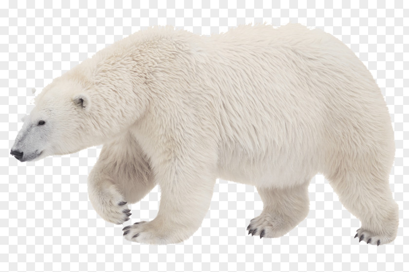 Why Goals Don't Work And How To Make Them Brown BearPolar Bear Toronto Zoo Polar First, Know What You Want PNG