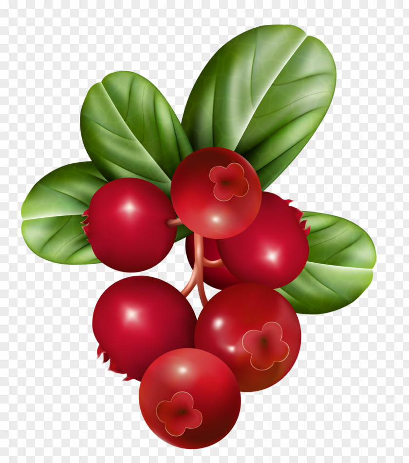 Berries Vector Graphics Fruit Illustration Raspberry PNG