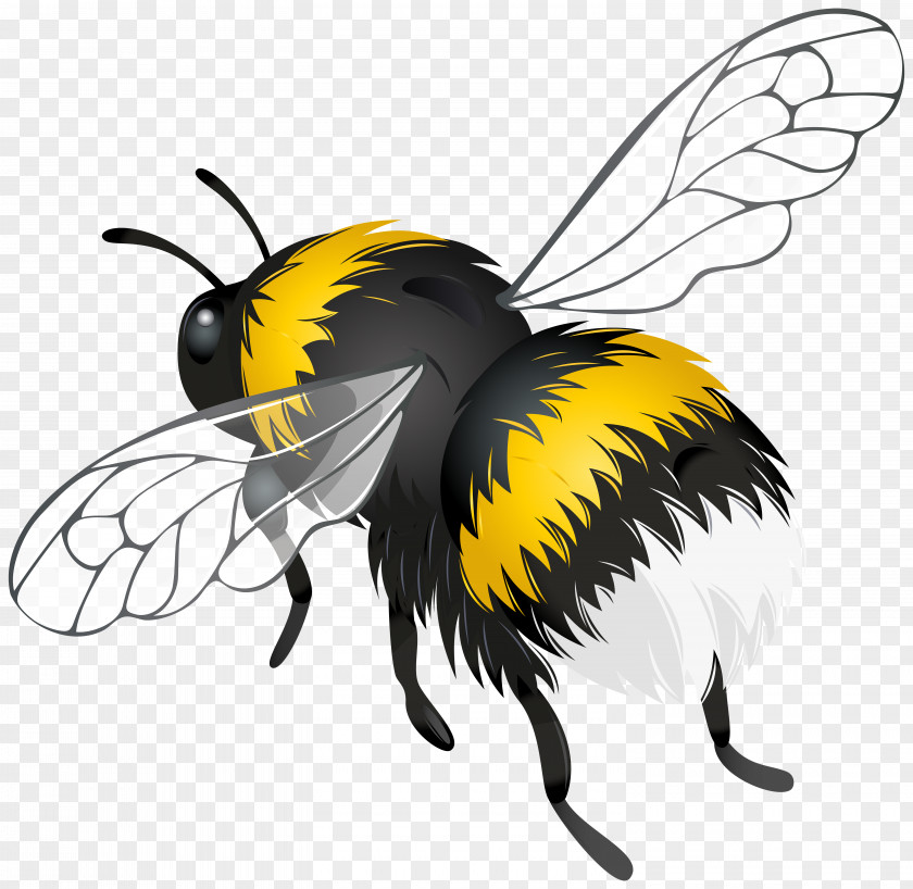 Grasshopper Bee Insect Flight Clip Art PNG