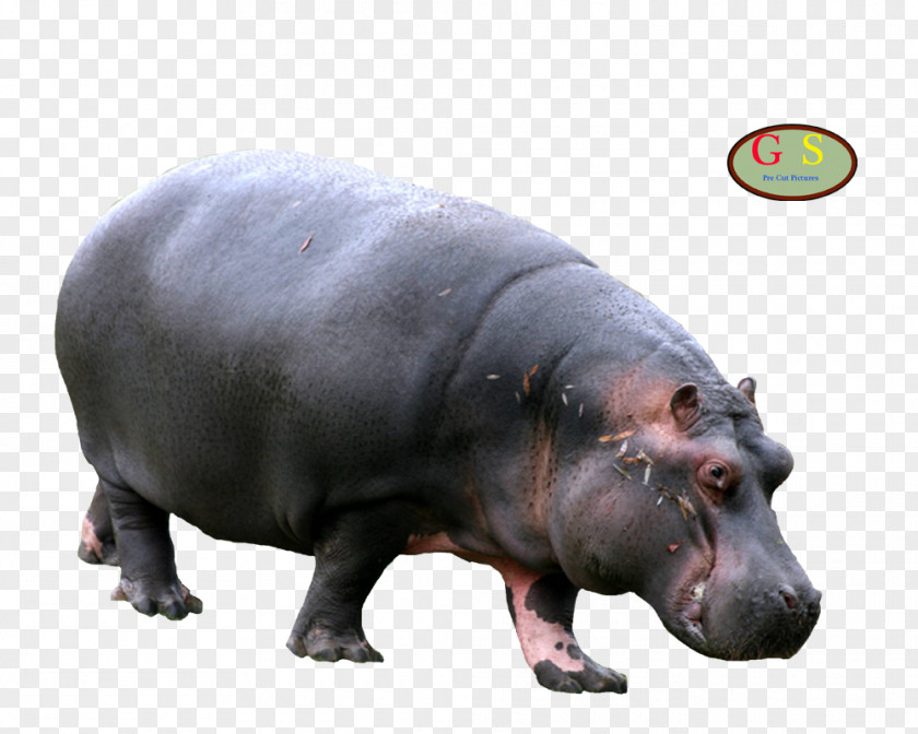 I Hippopotamus Rhinoceros Animal Mammal Horse PNG