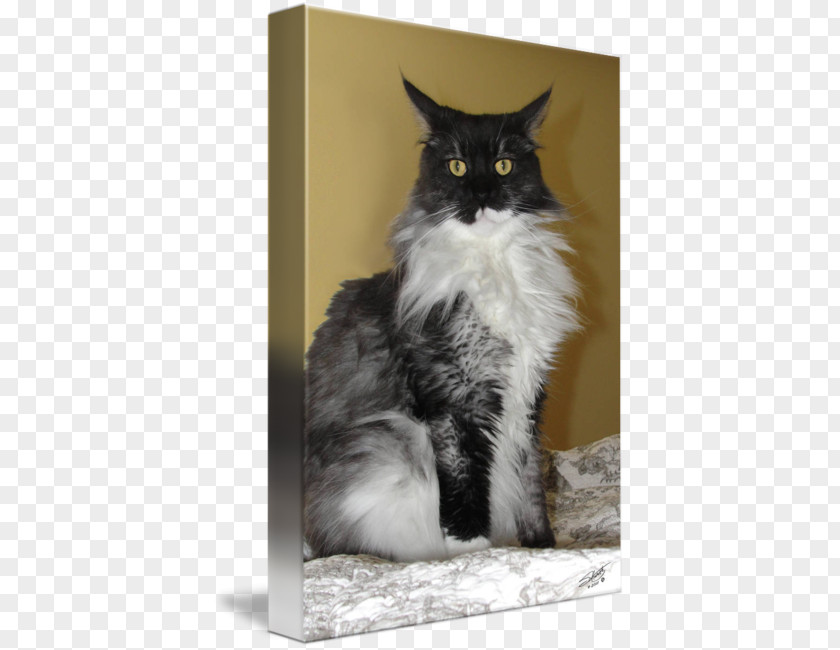 Maine Coon Whiskers Norwegian Forest Cat Domestic Short-haired Long-haired PNG