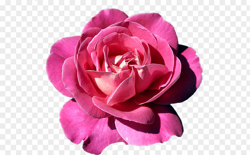 Pink Rose Flower Clip Art PNG