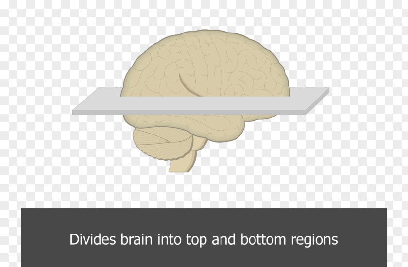 Plane Horizontal Brain Angle Table PNG