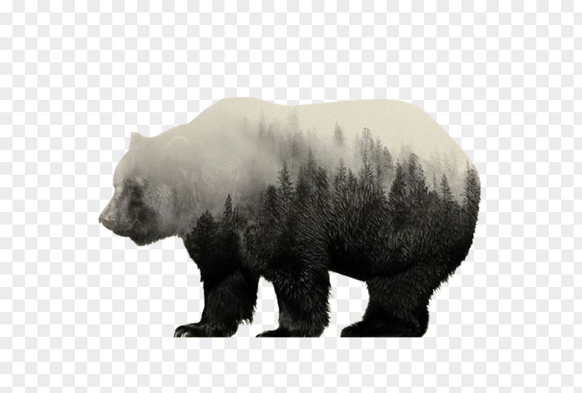 Snowy Forest Bear Norway Visual Arts Multiple Exposure Portrait Canvas Print PNG