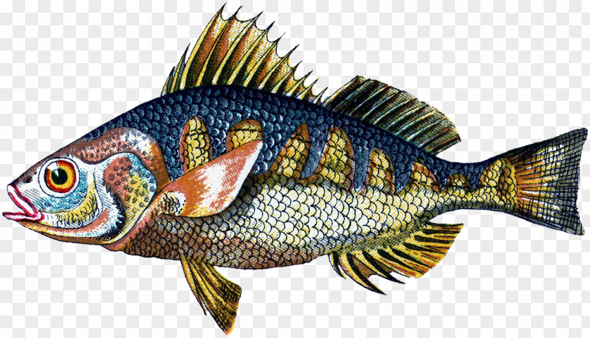 Tropical Fish Bony Fishes Tilapia Perch Seafood PNG