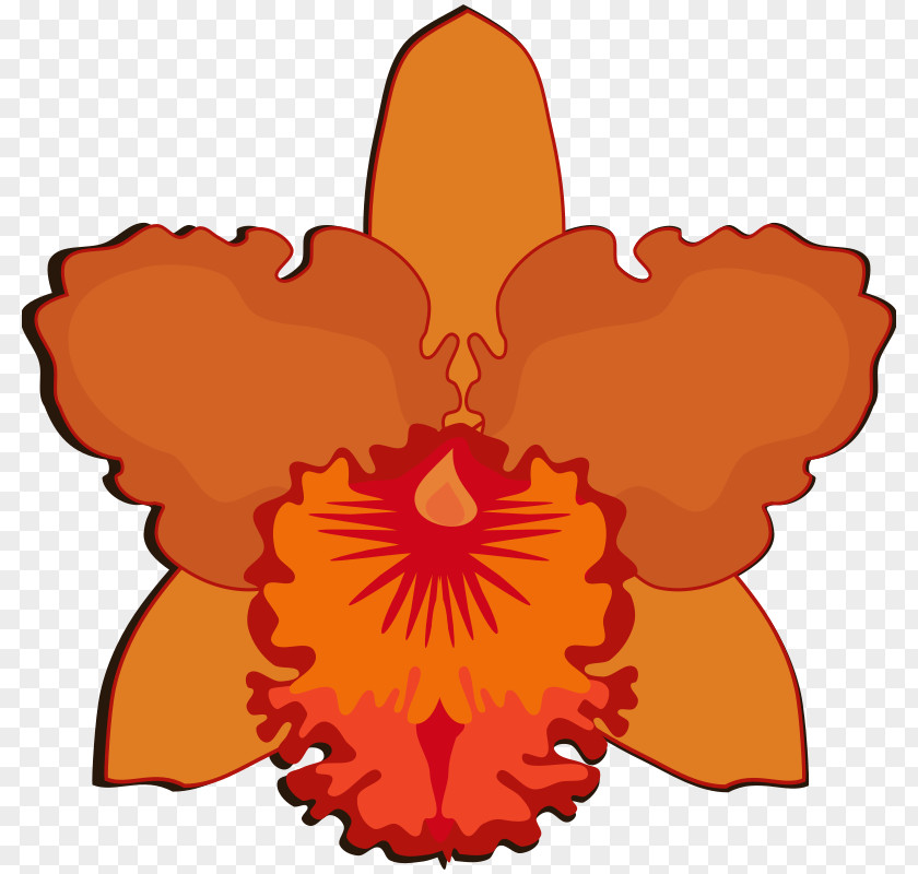 Cattleya Clip Art Flowering Plant Drawing Bicolor Walkeriana PNG