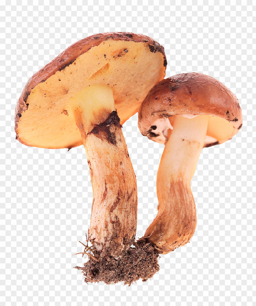 Fresh Mushrooms Edible Mushroom Fungus PNG