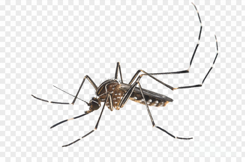 Insect Yellow Fever Mosquito Aedes Albopictus Control Pest PNG