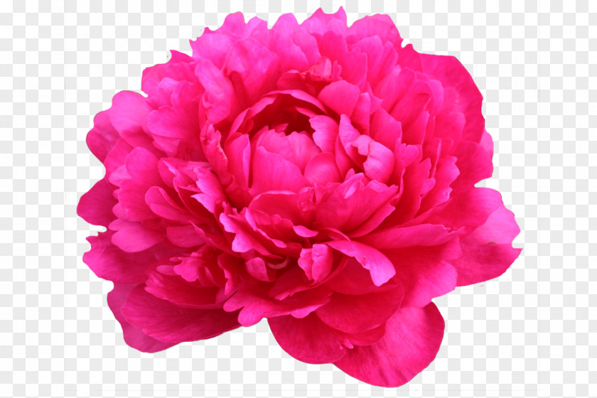Peony Vector Chinese Moutan Tree Cut Flowers PNG