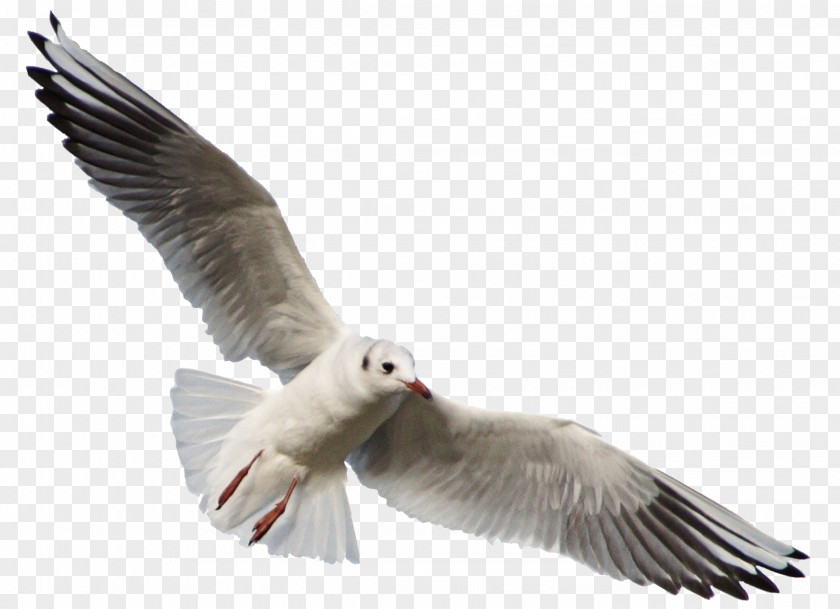 Seagull Bird Gulls DeviantArt Photography PNG