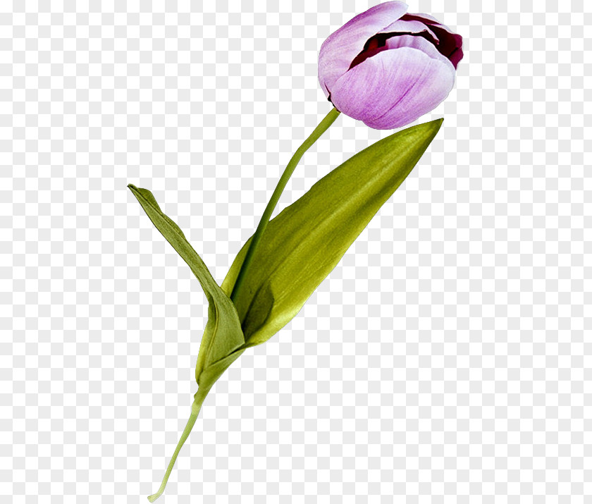 Tulip Lilac Cut Flowers Plant Stem Purple PNG