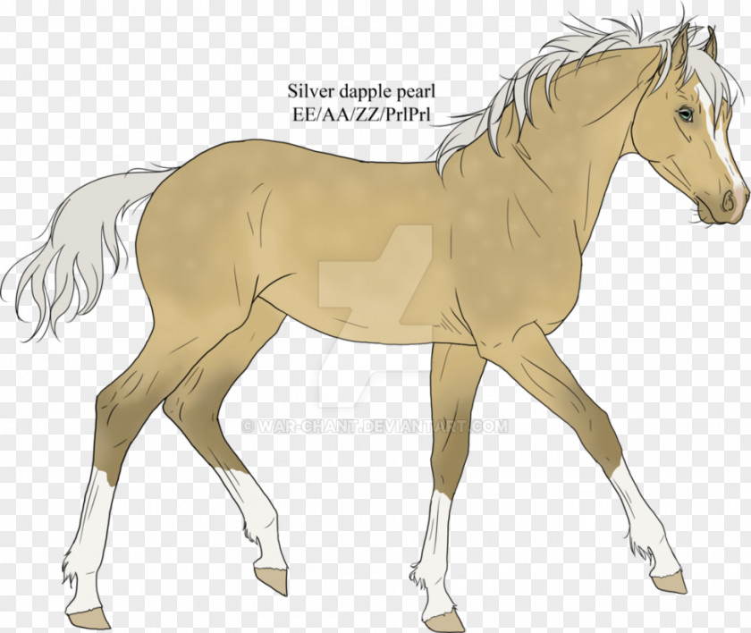 Warrior Horse Foal Stallion Mare Mustang Colt PNG