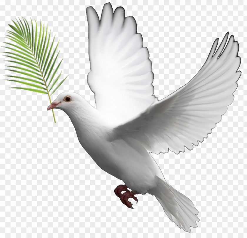 DOVES Domestic Pigeon Columbidae Doves As Symbols Clip Art PNG