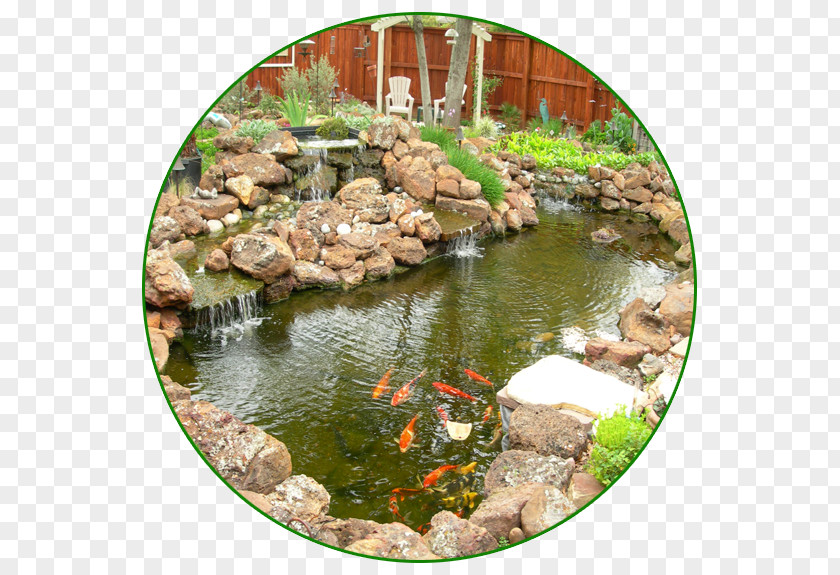 Koi Body Of Water Fish Pond Garden PNG