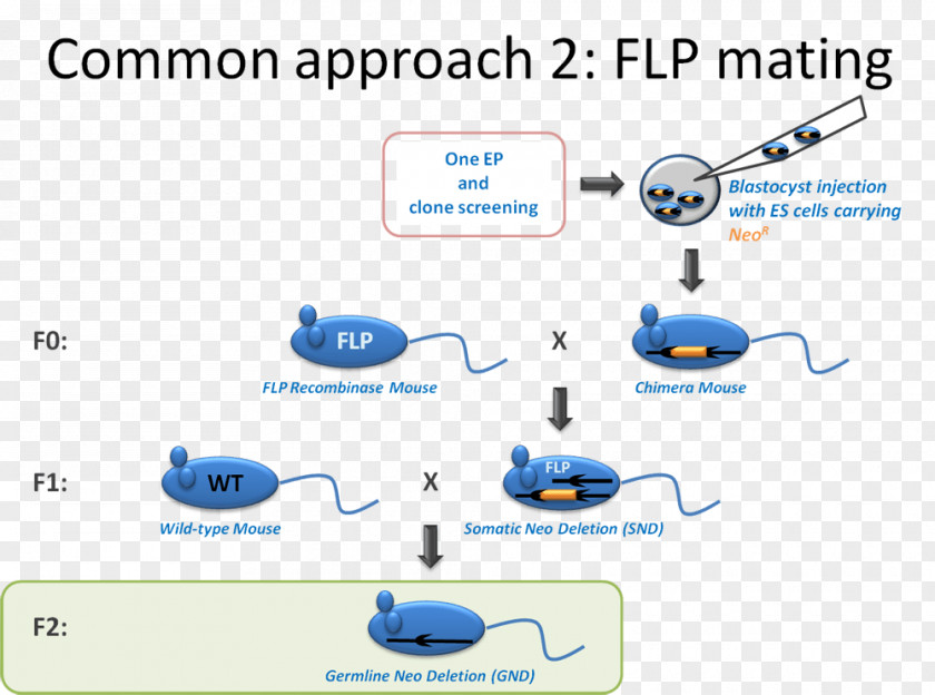 Mouse FLP-FRT Recombination Cre Recombinase Gene Targeting Knockin PNG
